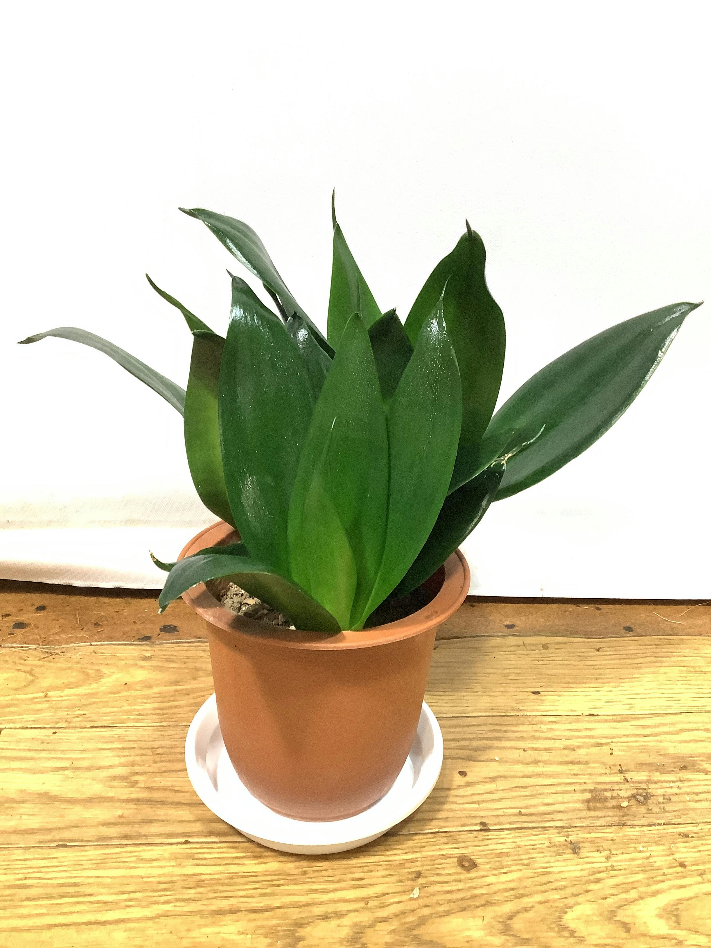 現品販売】~ 49cm 1点もの観葉植物の通販 | HitoHana（ひとはな）