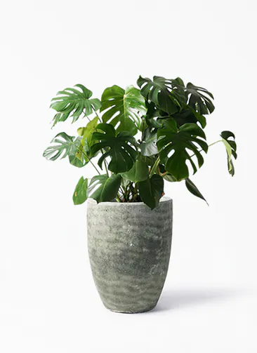 モンステラ 観葉植物通販hitohana ひとはな