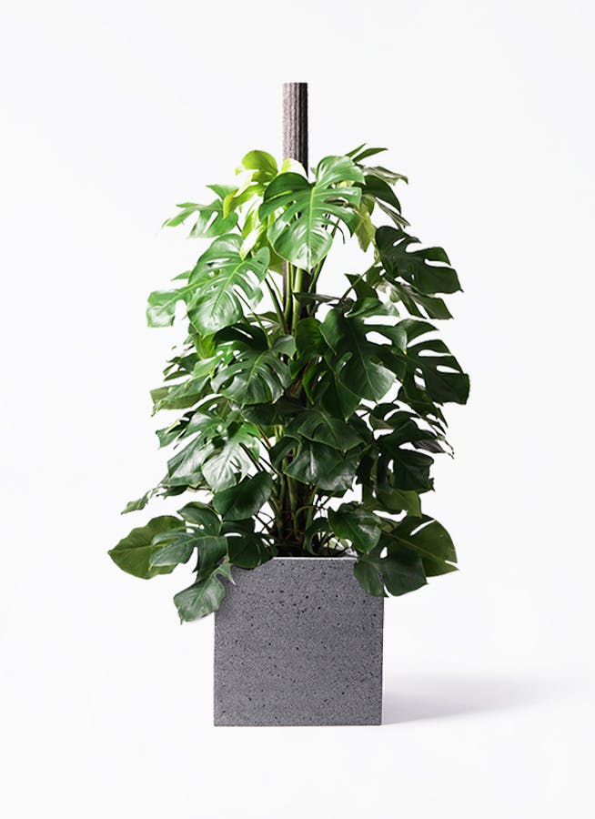 モンステラ 10号 | 観葉植物 | インテリアやギフトに - Hitohana