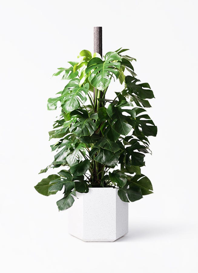 専用です。モンステラ 。大型。観葉植物 。鉢ごと無料で発送致します。 送料無料】【観葉植物】モンステラ 8寸鉢 | 観葉植物 | 橋本種苗