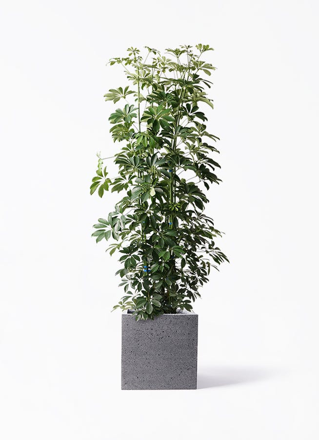 観葉植物 旅人の木 10号 キューブ ラテルストーン 付き | 観葉植物なら