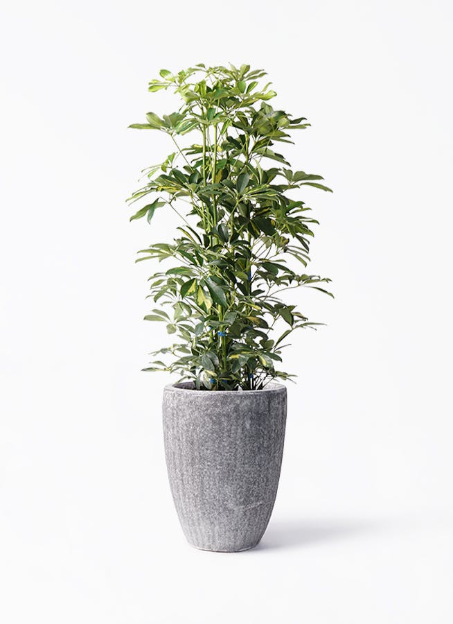 観葉植物 シェフレラ（カポック） 8号 斑入り アビスソニア トール 灰
