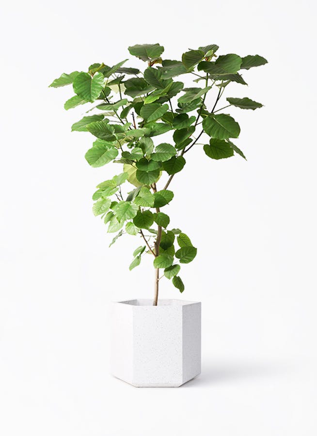 ◼️フィカスウンベラータ◼️大型170センチ　10号鉢　観葉植物 ウンベラータ 10号 | 観葉植物の通販ならHitoHana（ひとはな）