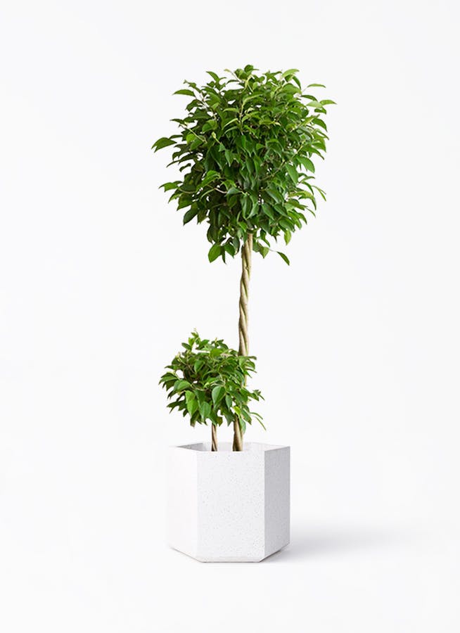 フィカス ベンジャミン 10号 | 観葉植物 | インテリアやギフトに