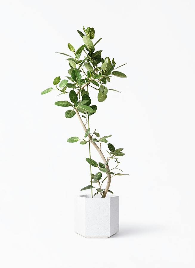 フィカス ベンガレンシス 10号 | 観葉植物通販 Hitohana（ひとはな）