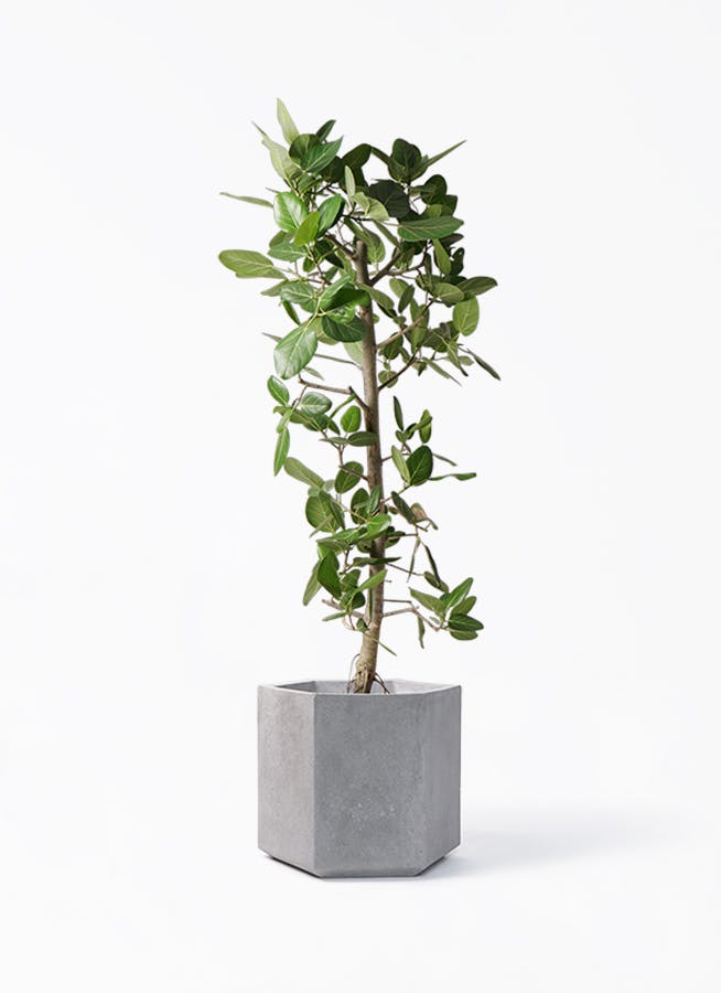 大型 フィカス ベンガレンシス 170-180cm 10号鉢 観葉植物 フィカス ベンガレンシス 10号 | 観葉植物通販 Hitohana（ひとはな）