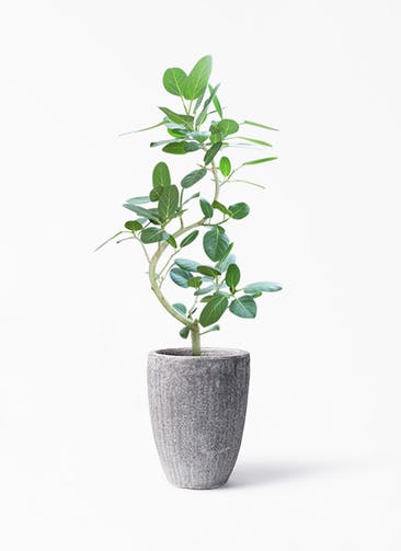 観葉植物 フィカス ベンガレンシス 8号 曲り アビスソニア トール 灰 付き