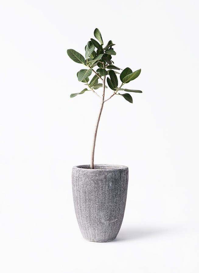 ［現品］☆人気☆ 10番　フィカス　ベンガレンシス　曲がり　8号　観葉植物　室内 フィカス ベンガレンシス 8号 | 観葉植物通販 Hitohana（ひとはな）