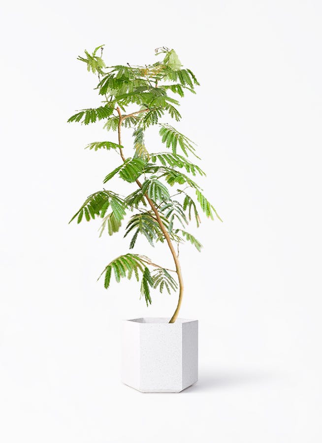 エバーフレッシュ 10号 曲がり | HitoHana（ひとはな）