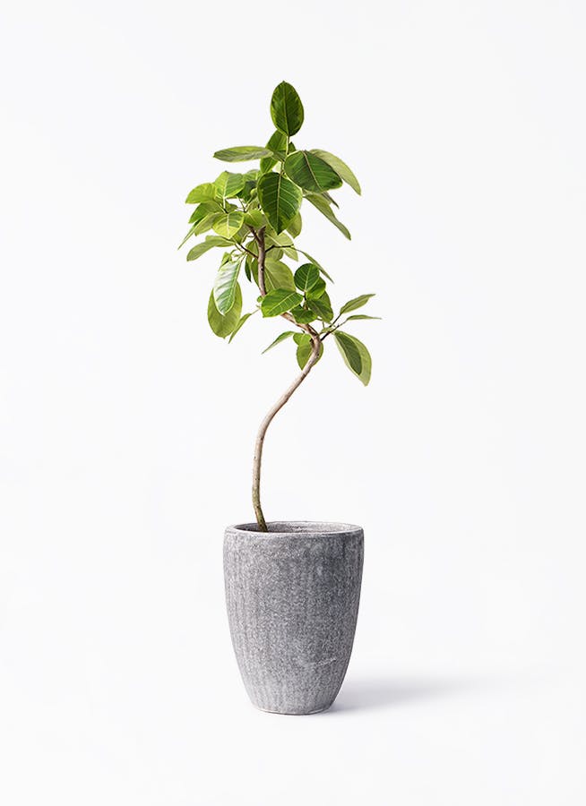 観葉植物 フィカス アルテシーマ 8号 曲り アビスソニア トール 灰