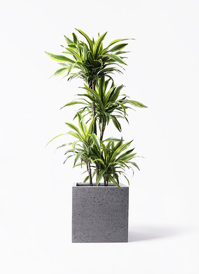 ドラセナ ワーネッキー レモンライム | 観葉植物 | インテリアやギフト