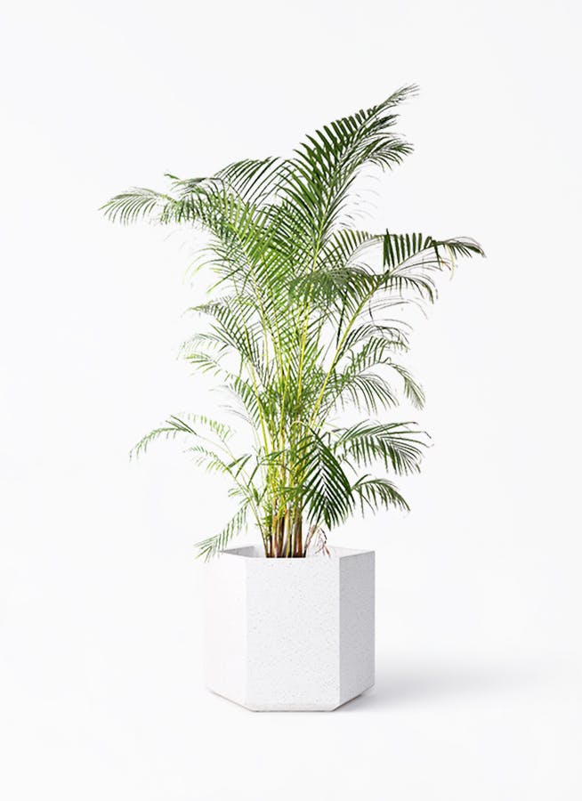 アレカヤシ 10号 | 観葉植物 | インテリアやギフトに - Hitohana（ひと