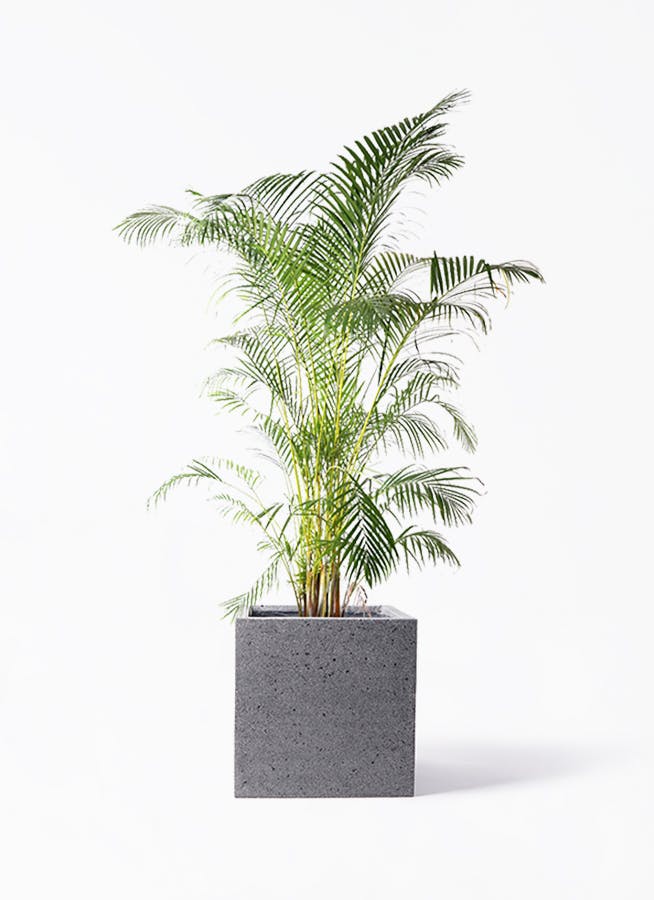 【送料込】旅人の木10節⑧ 送料込】旅人の木10節⑧ lsp-023-768x1024.jpg