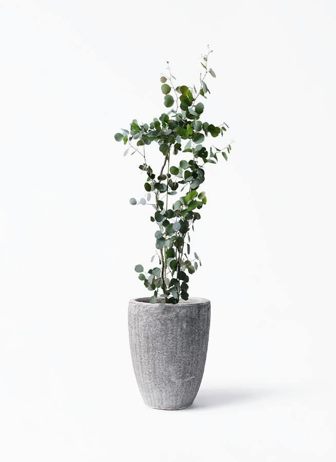 ユーカリ | 観葉植物の通販ならHitoHana（ひとはな）