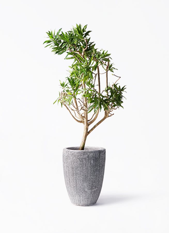 ドラセナ ソング オブ ジャマイカ | 観葉植物 | インテリアやギフトに