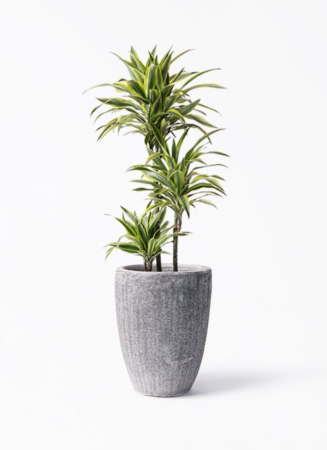 【受付終了】鉢セット　150センチ弱　大型　ドラセナ　レモンライム　美個体　観葉植物　塊根植物　多肉植物　ビザールプランツ　レアプランツ　ガーデニング　植物　グリーン　趣味　盆栽　葉　花　庭　草　インテリア　おしゃれ　飾り　園芸　 ドラセナ ワーネッキー レモンライム 8号 | 観葉植物 | インテリアや
