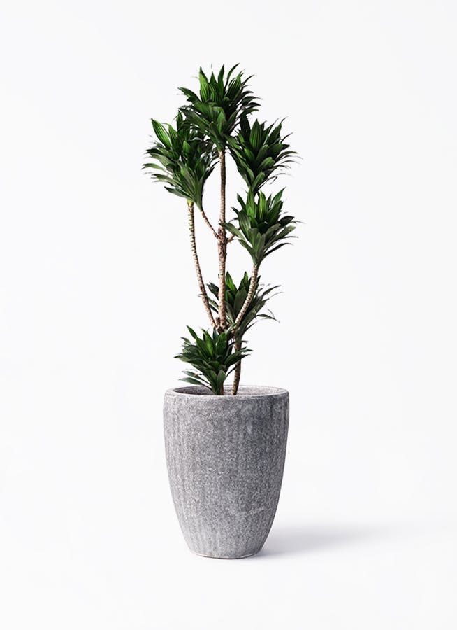 ドラセナさま専用 観葉植物 ドラセナ 幸福の木 8号 ノーマル セドナロング 墨 付き