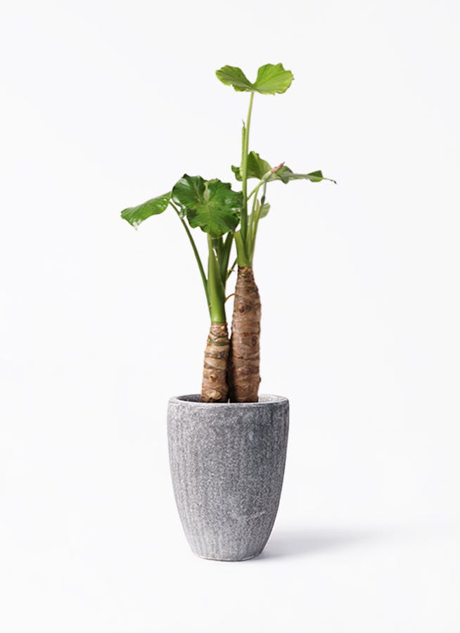 クワズイモ 大型 | 観葉植物通販HitoHana(ひとはな)