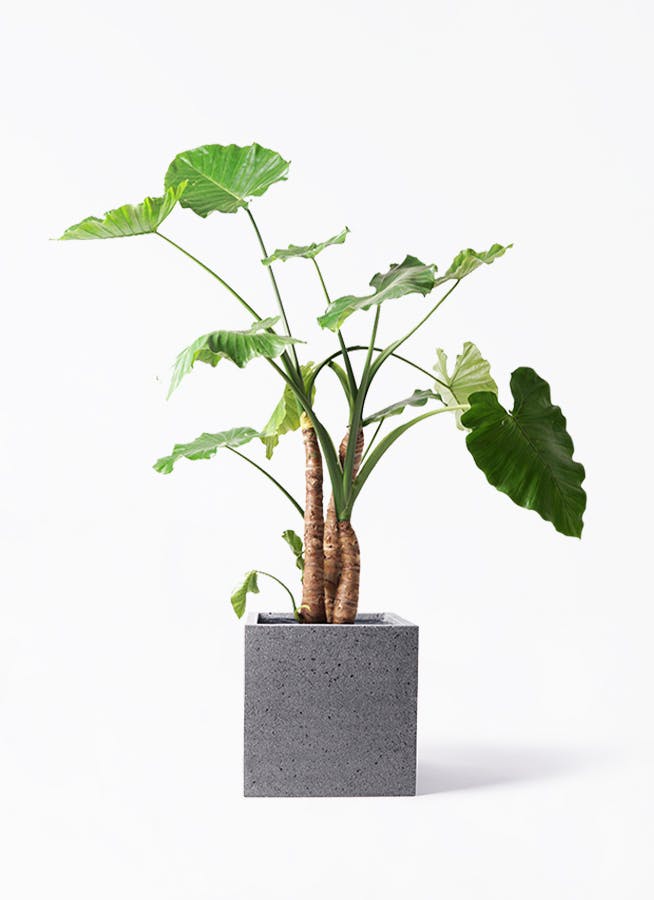 観葉植物 ドラセナ コンシンネ レインボー 10号 ストレート