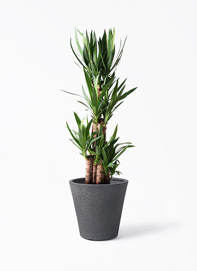 ユッカ（青年の木） | 観葉植物通販HitoHana（ひとはな）