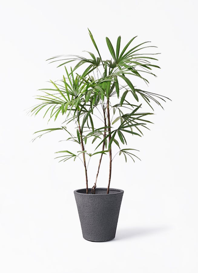 シュロチク 8号 | 観葉植物 | 送料無料でお届け - Hitohana（ひとはな）