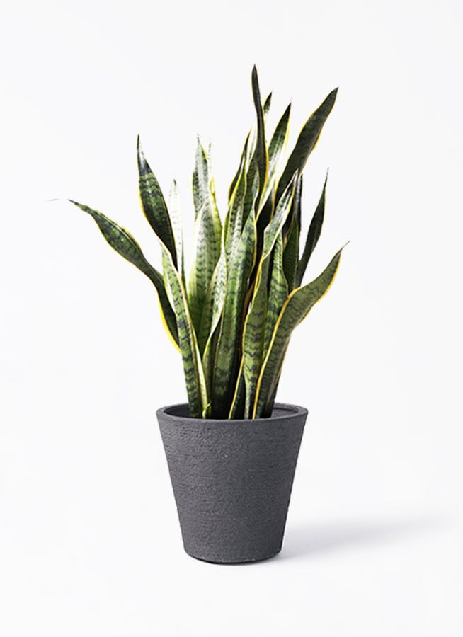 【交渉可】 観葉植物 大型 サンスベリア 140cm(最長部分) サンスベリア 大型 | 観葉植物通販HitoHana(ひとはな)