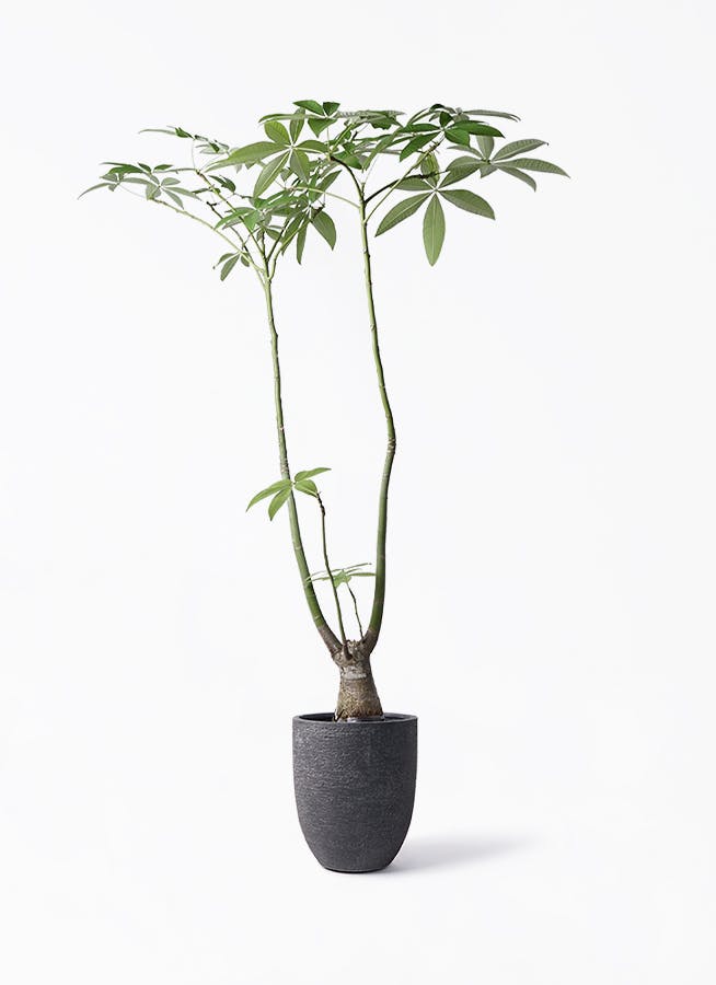 パキラ パラソル | 観葉植物の通販ならHitoHana（ひとはな）