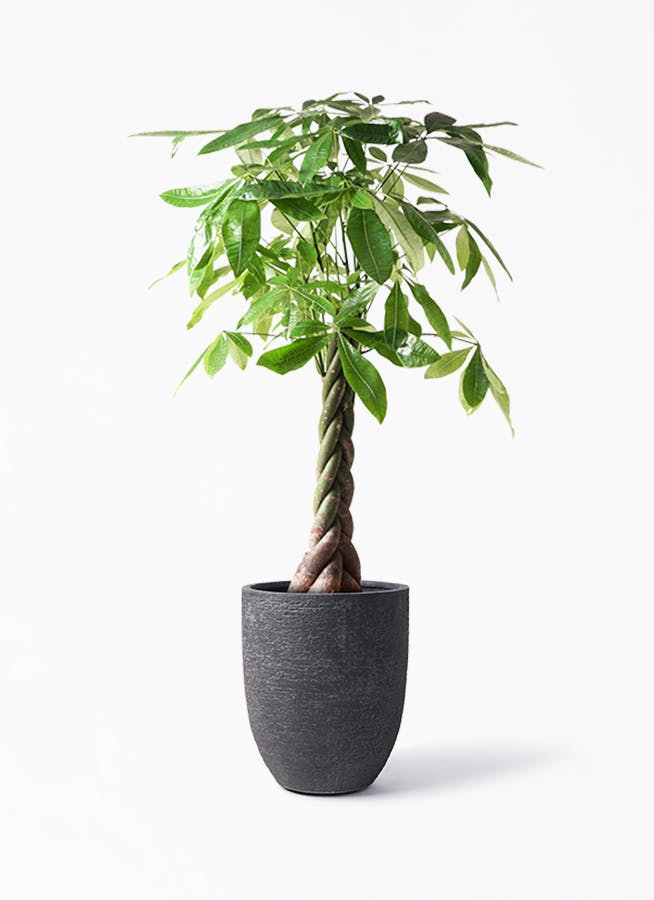 現品］☆特別価格☆ パキラ3本植え古木8号観葉植物大型室内皿付き