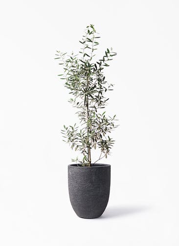 観葉植物 オリーブの木 8号 チプレッシーノ ビアスアルトエッグ ブラック 付き