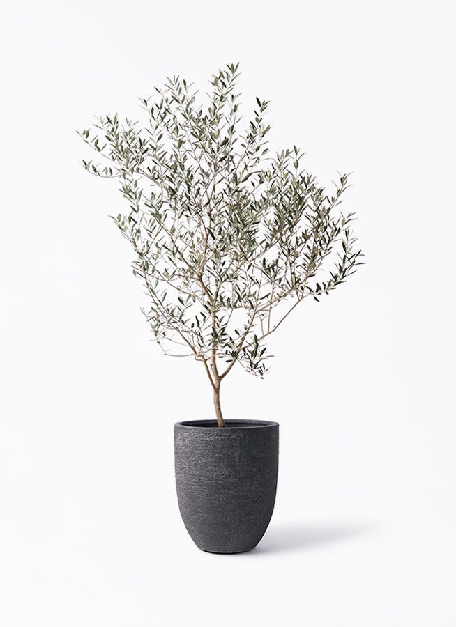 オリーブの木　カヨンヌ 実付き 接木　直立性植物 オリーブの木 カヨンヌ7 - メルカリ