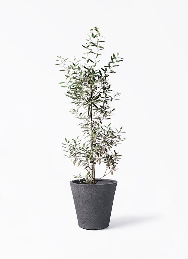 オリーブの木 チプレッシーノ | 観葉植物 | 送料無料でお届け