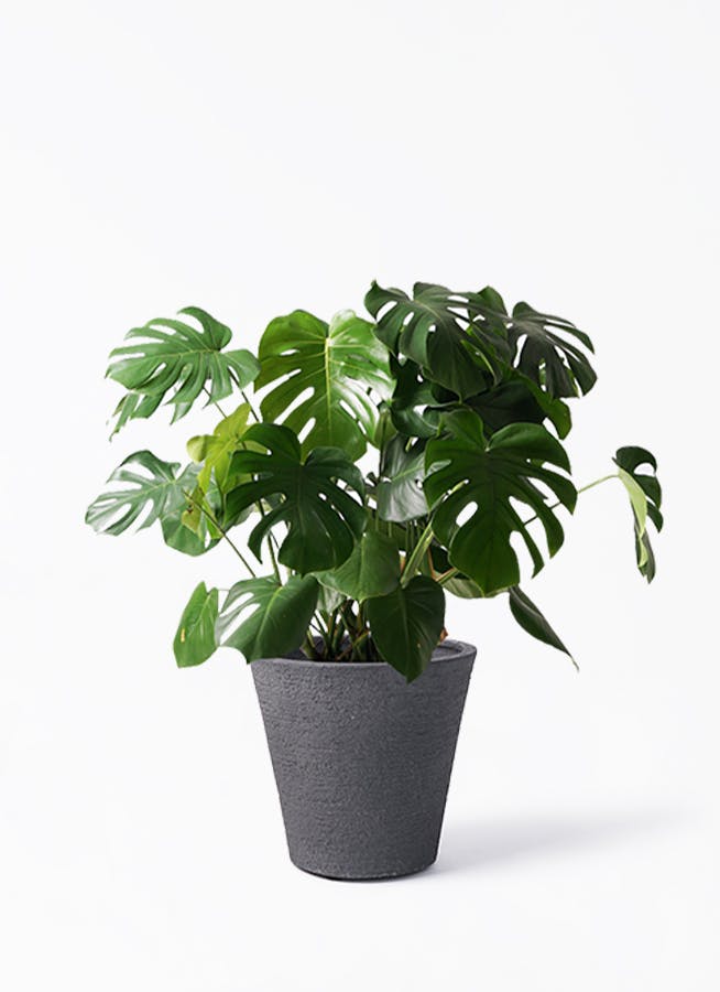 モンステラ 大型 | 観葉植物通販HitoHana(ひとはな)