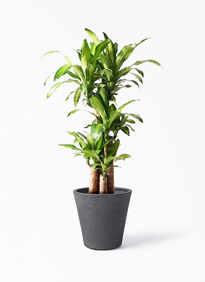 ドラセナ 幸福の木 8号 | 観葉植物 | インテリアやギフトに - Hitohana