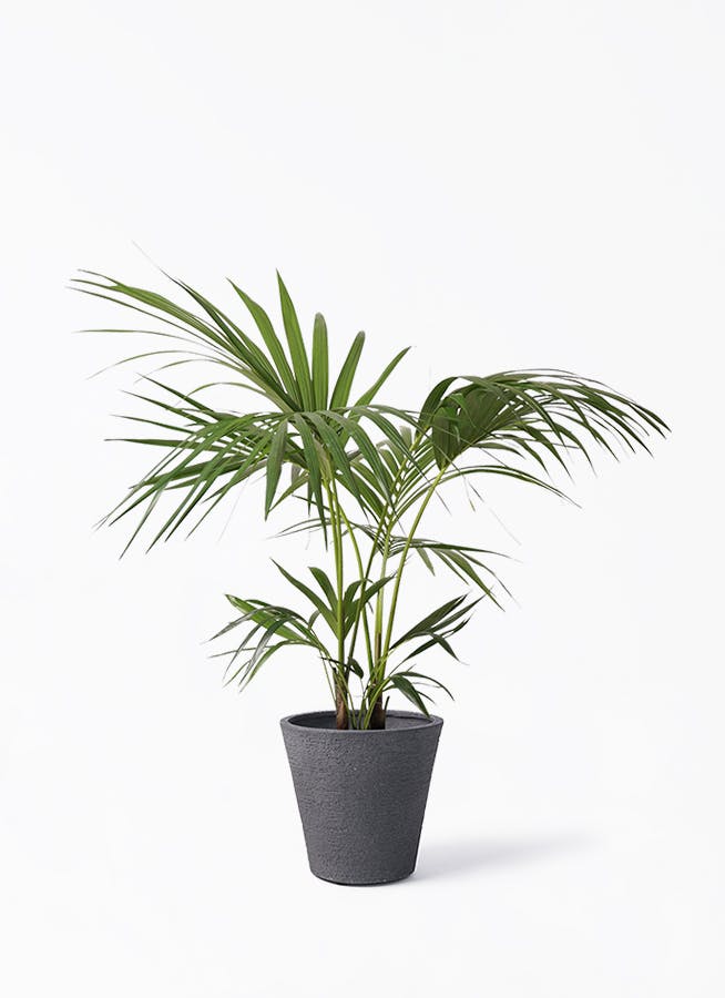 ケンチャヤシ 8号 | 観葉植物の通販ならHitoHana（ひとはな）