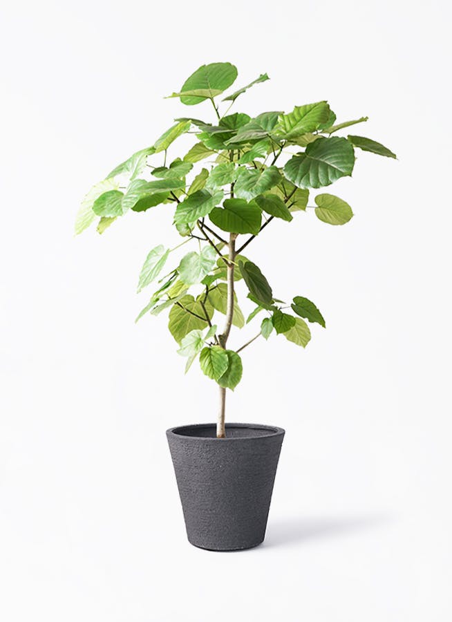 フィカス ウンベラータ | 観葉植物通販 HitoHana