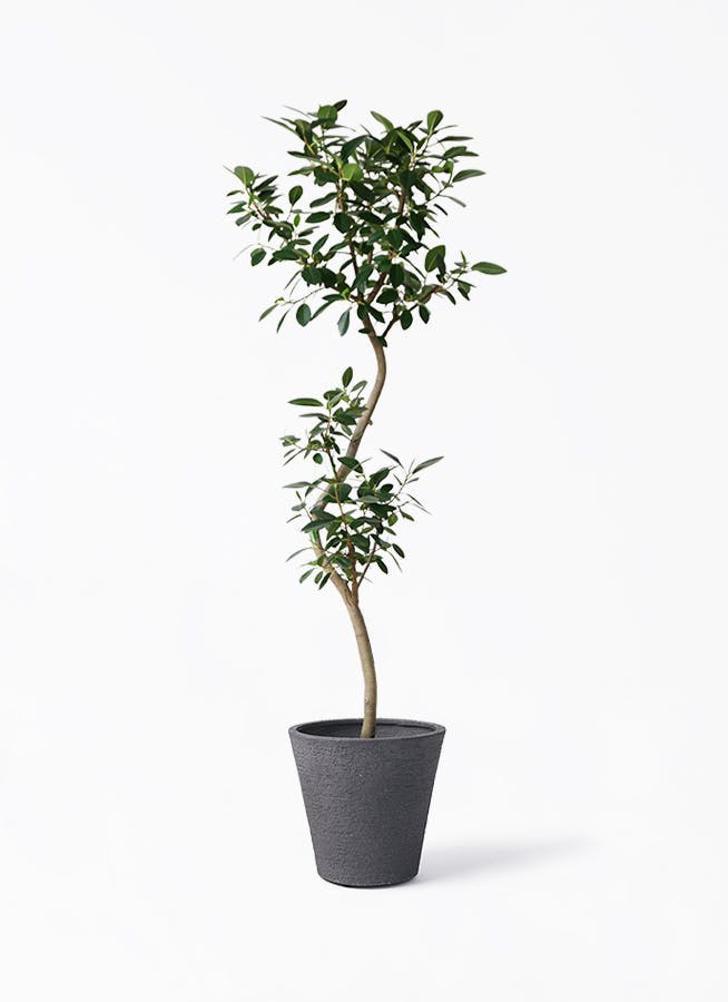 フィカス・ベンジャミンバロック 140cm程 8本立ち【大株】 - メルカリ