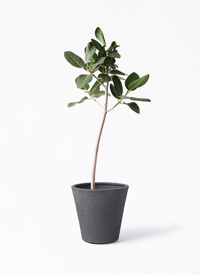 極太曲がりのベンガレンシス　8号 142センチ　現品 フィカス ベンガレンシス 8号 曲がり | 観葉植物通販 Hitohana