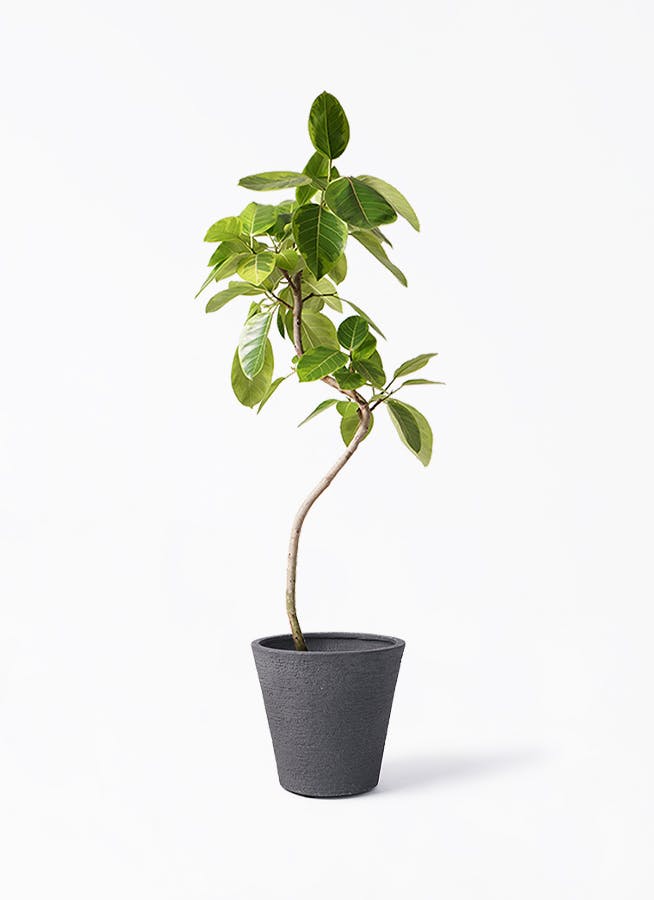 幹太！観葉植物 フィカス アルテシーマ アルテシマ 斑入り 朴仕立て ８号鉢 幹太！観葉植物 フィカス アルテシーマ アルテシマ 斑入り 朴仕立て 8