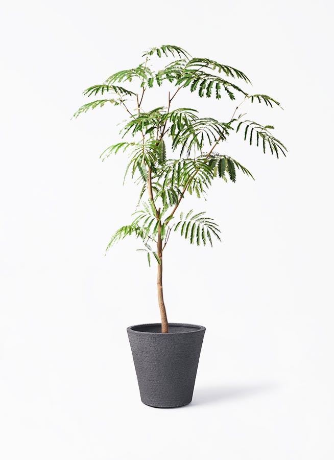 エバーフレッシュ 8号 | 観葉植物 | インテリアやギフトに - Hitohana