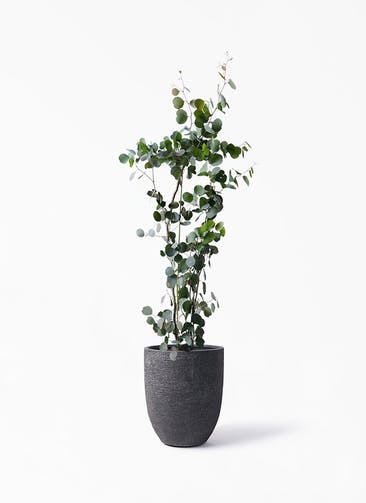 ユーカリ 観葉植物通販hitohana ひとはな ユーカリ 観葉植物通販hitohana ひとはな