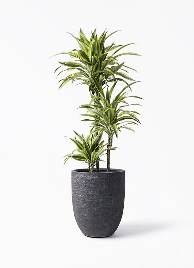 観葉植物 ドラセナ ワーネッキー レモンライム 8号 ビアスアルトエッグ