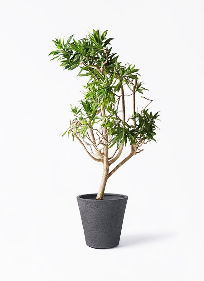 観葉植物 約180cm ドラセナ・ジャマイカ ドラセナ ソング オブ ジャマイカ | 観葉植物 | インテリアや