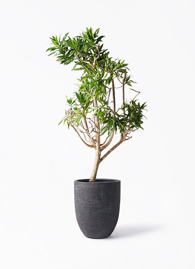 ドラセナ ソング オブ ジャマイカ 8号 | 観葉植物 | インテリア