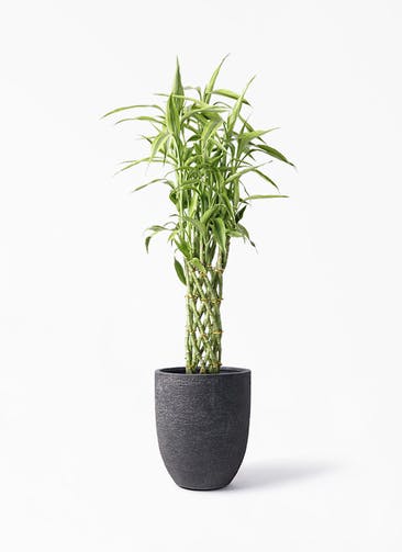 観葉植物 ドラセナ ミリオンバンブー（幸運の竹） 8号 ビアスアルトエッグ ブラック 付き