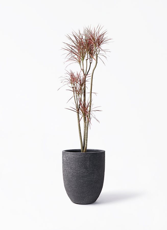ドラセナ コンシンネ レインボー 8号 | 観葉植物通販HitoHana(ひとはな)