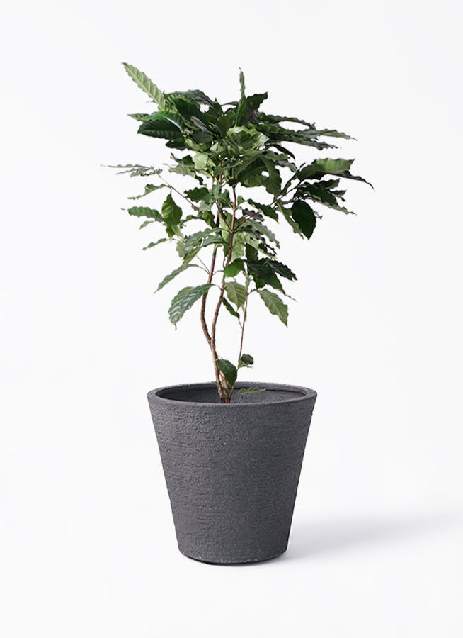 【大型美品】コーヒーの木・8号鉢9/6画像追加約110cm コーヒーの木 8号鉢 深い緑色のツヤツヤした葉っぱが特徴の
