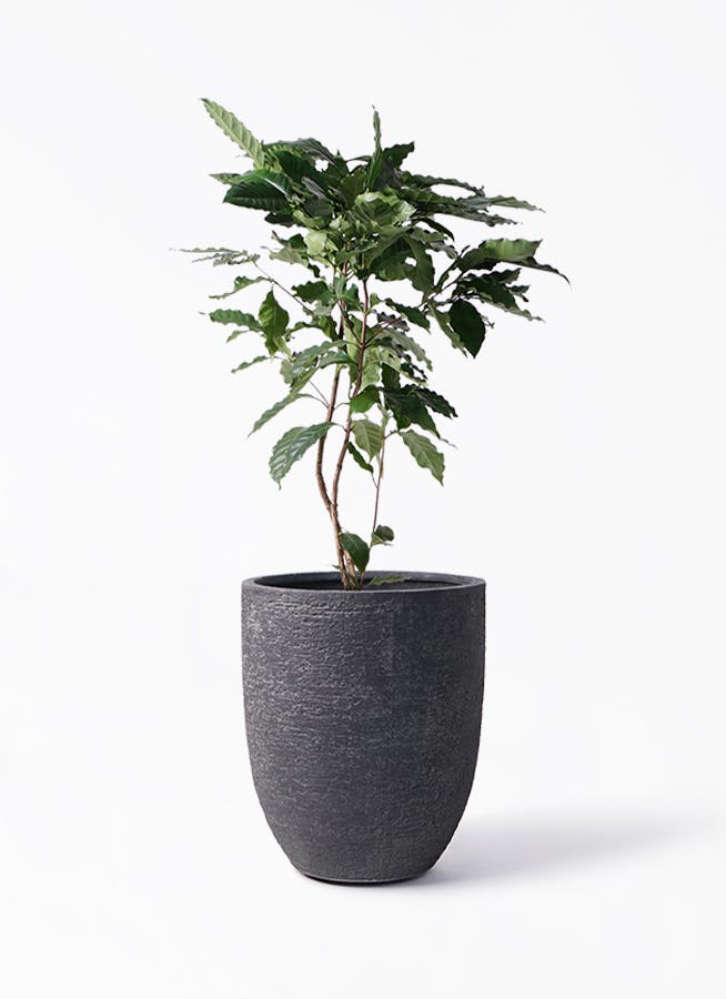 【大型美品】コーヒーの木・8号鉢9/6画像追加約110cm コーヒーの木 8号 | 観葉植物 | 送料無料でお届け - Hitohana（ひとはな）