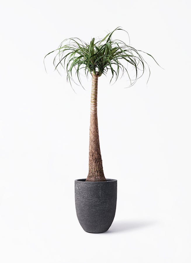 トックリラン※観葉植物 観葉植物 トックリラン ポニーテール 8号 ビアスアルトエッグ ブラック