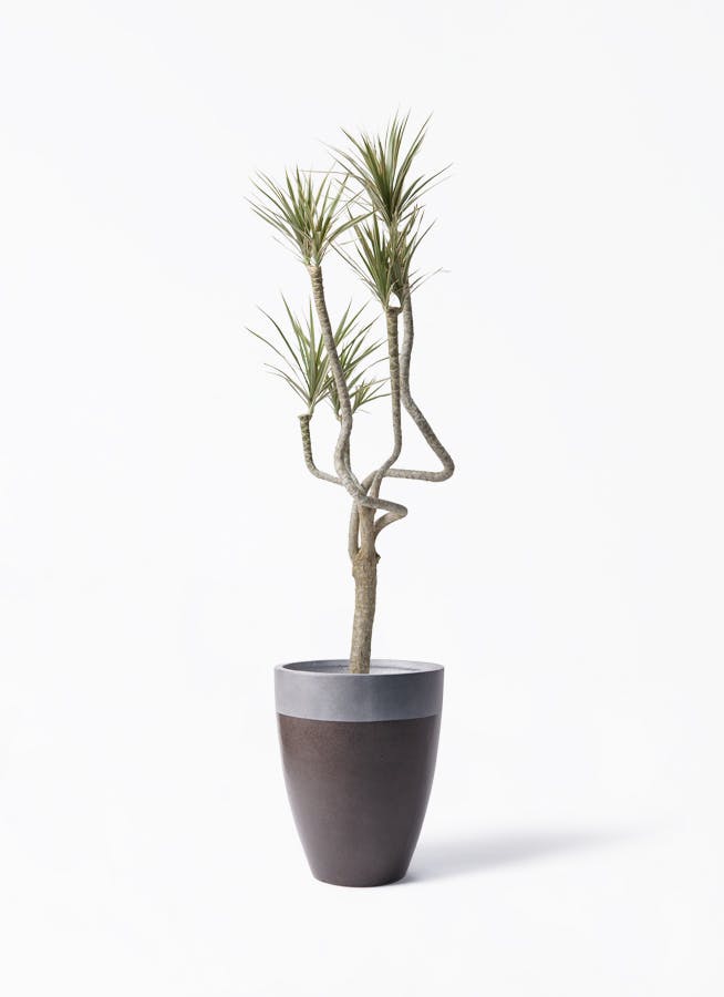 観葉植物 オリーブの木 8号 ルッカ ファイバーストーン カプリ マッド