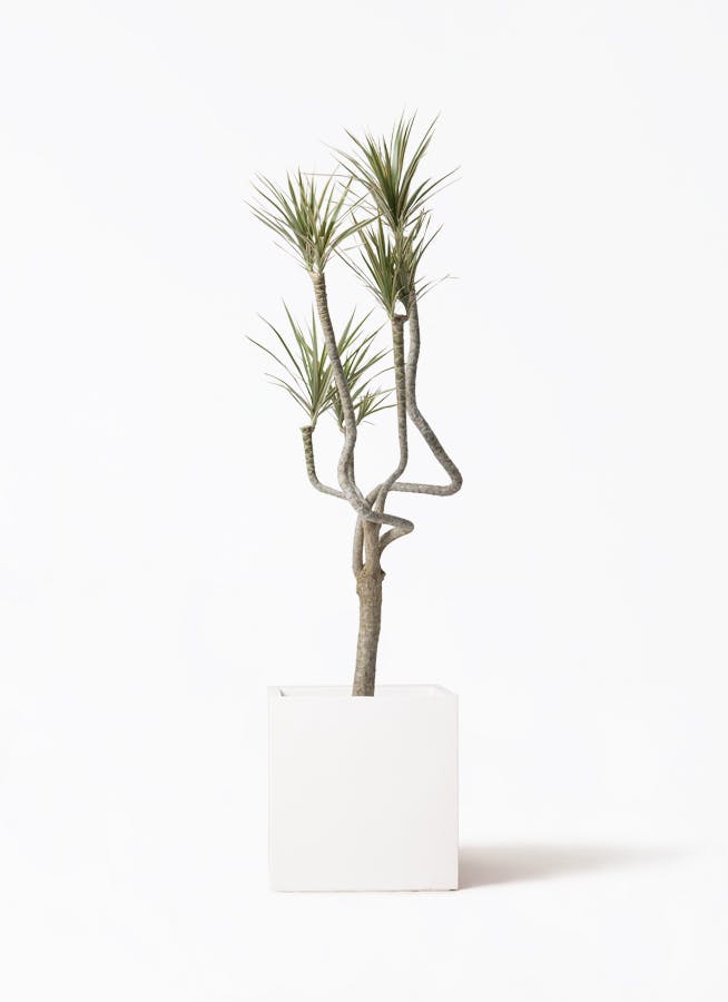 観葉植物 フィロデンドロン 8号 セローム ヒトデカズラ 根あがり